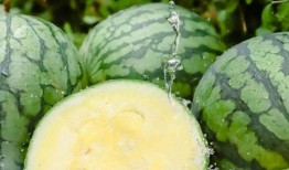 qq吃瓜黄料入口免费吗,QQ吃瓜黄料入口免费真相